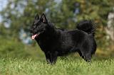 SCHIPPERKE 718